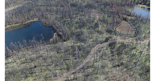 An aerial photo of burned trees surrounding two small bodies of water in the aftermath of a forest fire.