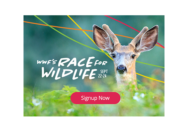 WWF’s Race for Wildlife 2023 campaign call-to-action image featuring a white-tailed deer. September 22-24. Signup Now.