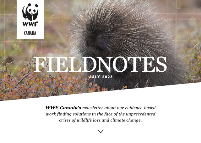 Fieldnotes Issue number 51 - WWF-Canada's newsletter about our evidence-based work finding solutions in the face of the unprecedented crises of wildlife loss and climate change. A porcupine can be seen amongst the foliage in Northern Quebec woodland.