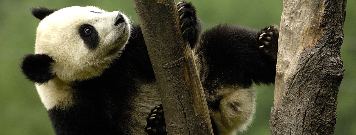 Juvenile giant panda climbing a tree  naturepl.com / Pete Oxford / WWF