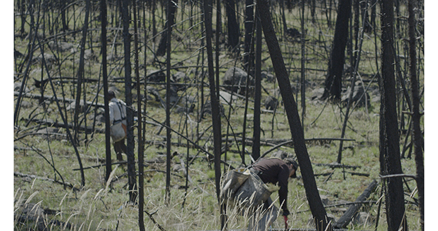 Two people planting trees in a burned forest.